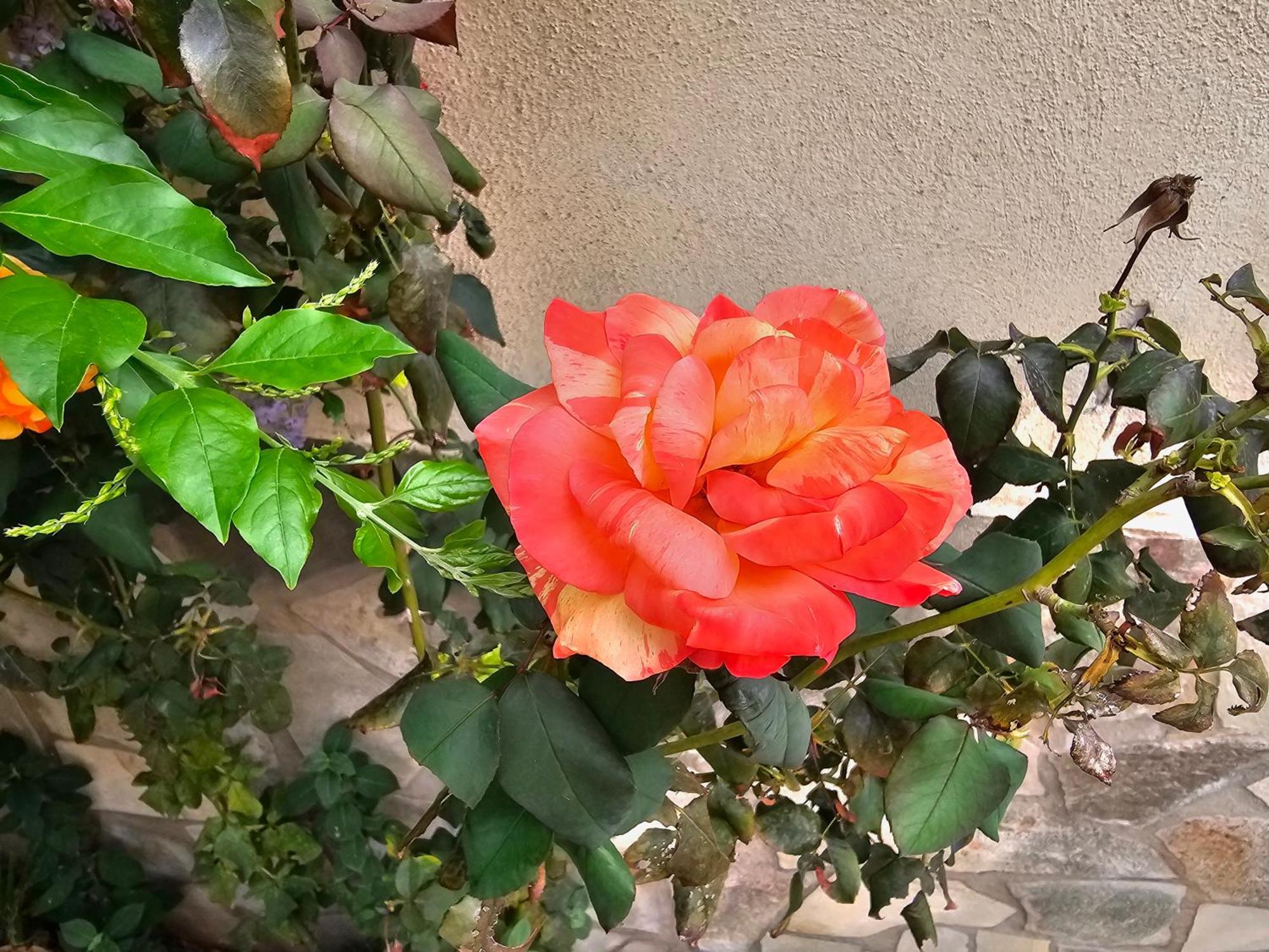 Rosa Frühstückspension Palermo