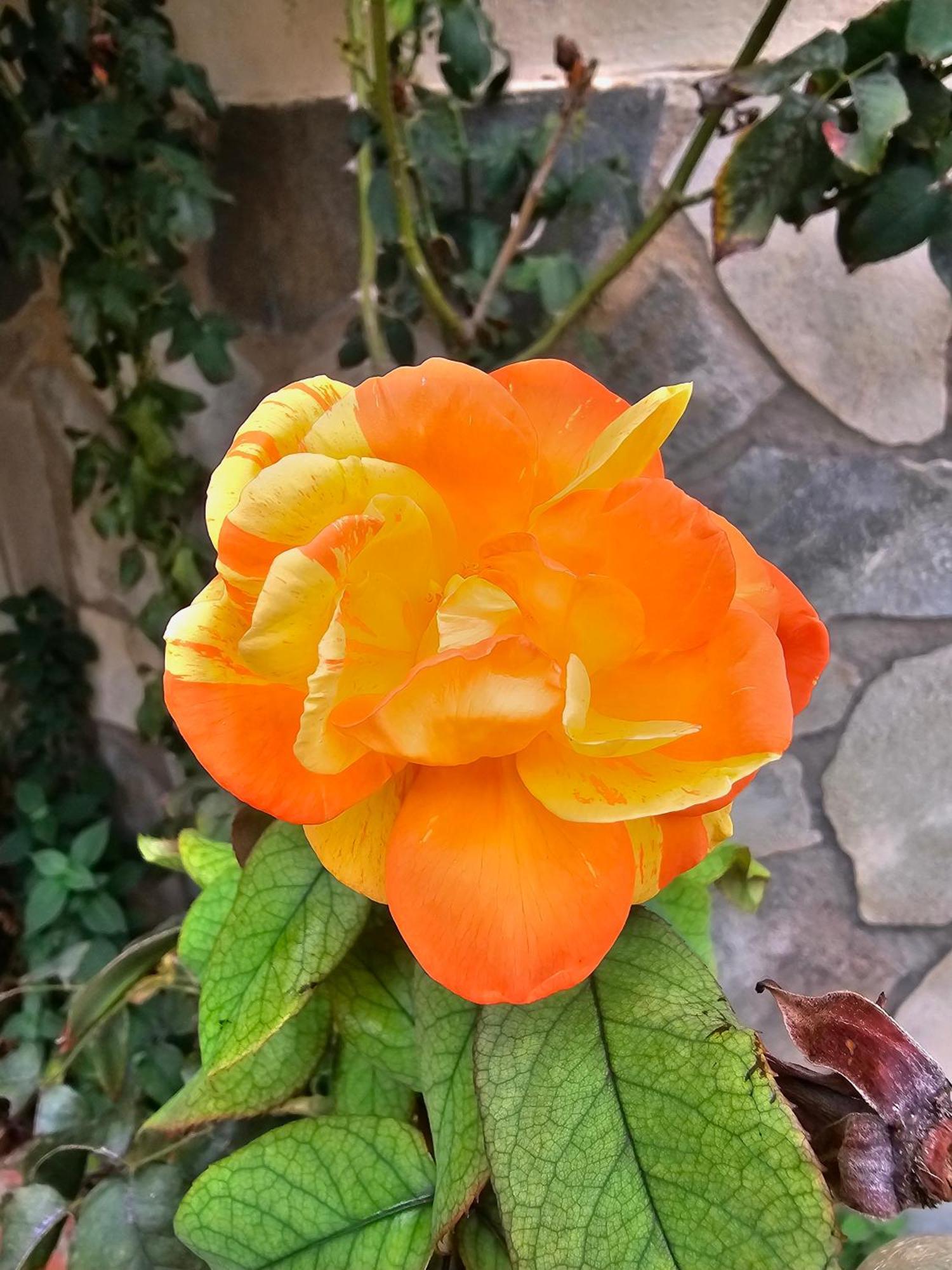 Rosa Frühstückspension